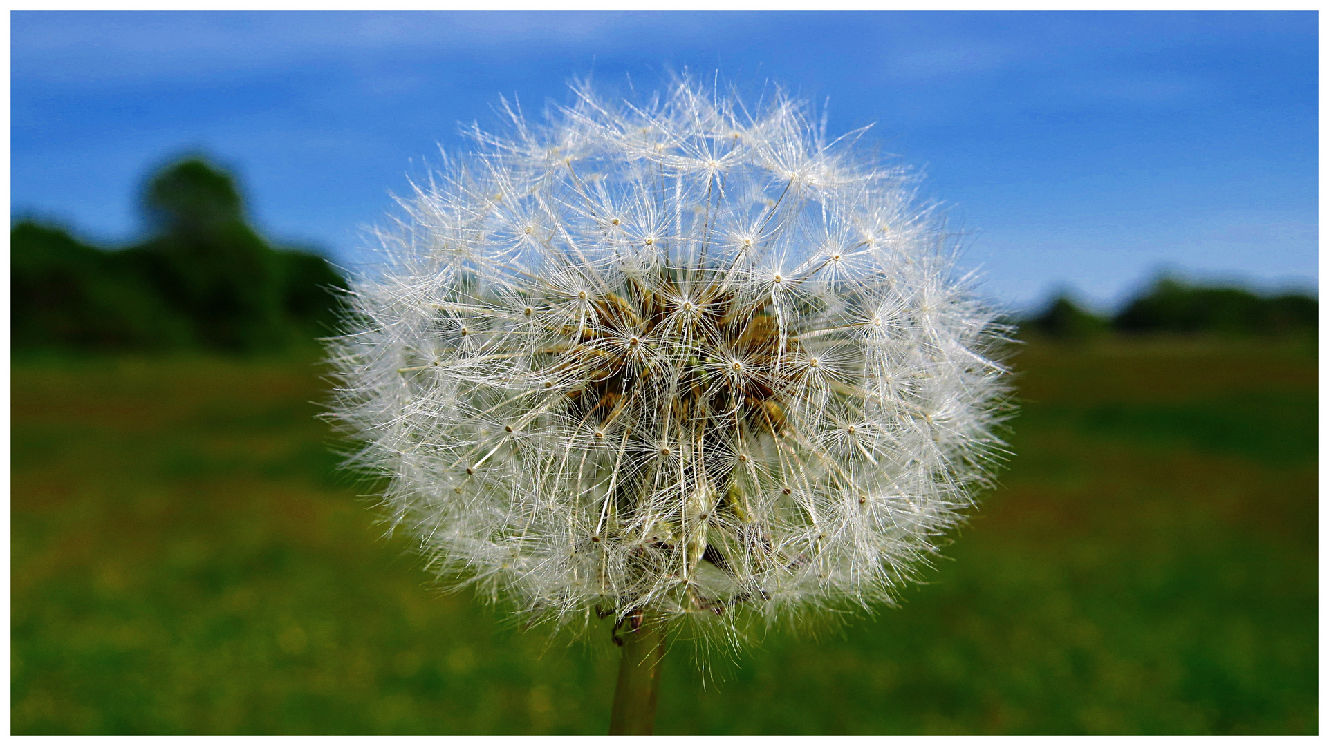 Pusteblume