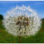 Pusteblume