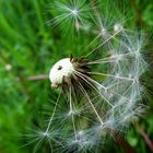 Pusteblume