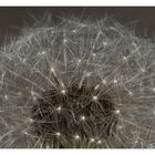 Pusteblume