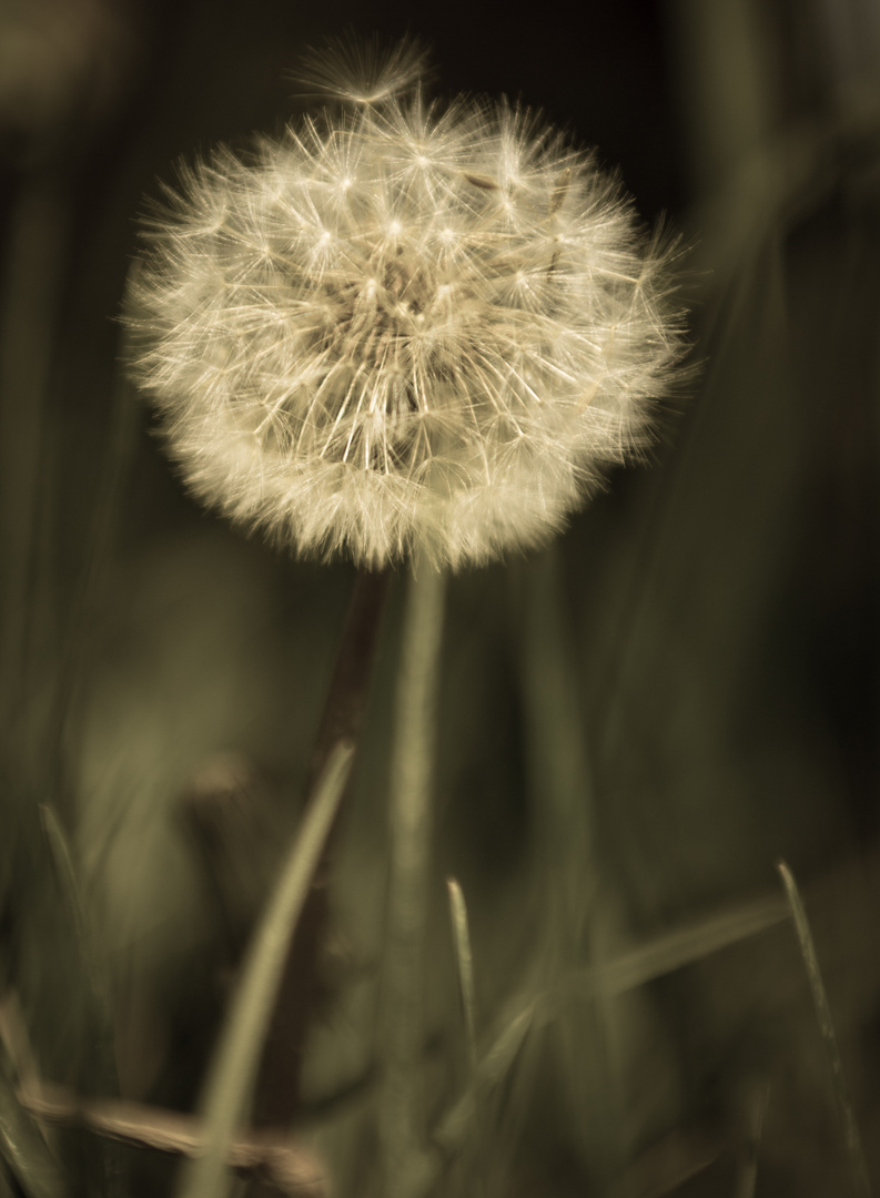 Pusteblume