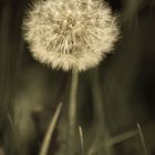 Pusteblume