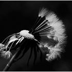 pusteblume