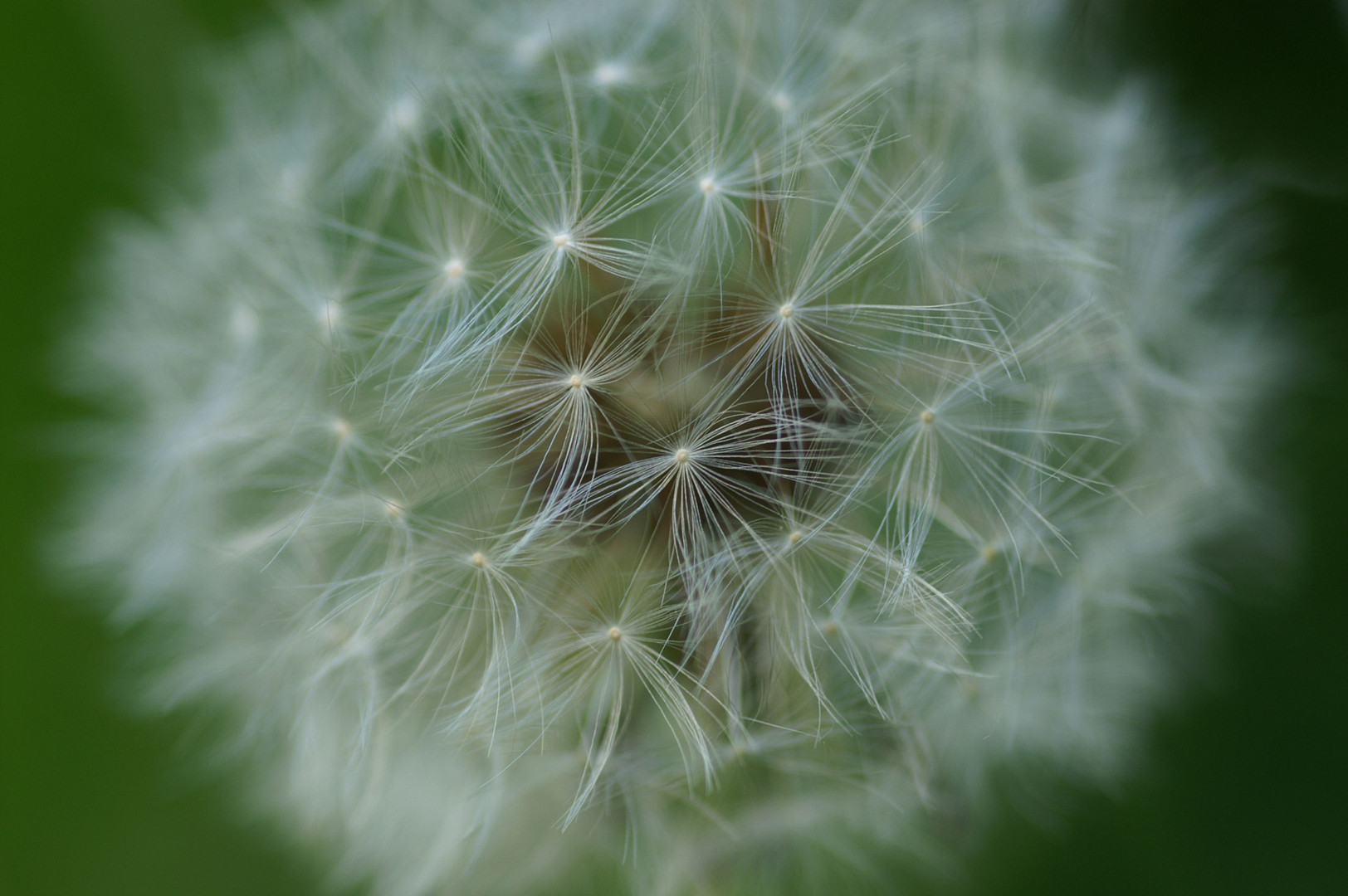 Pusteblume