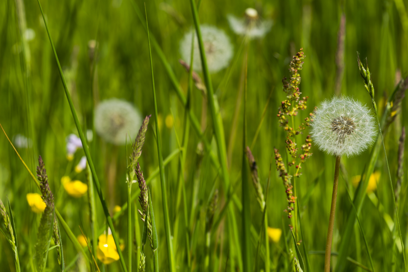 Pusteblume