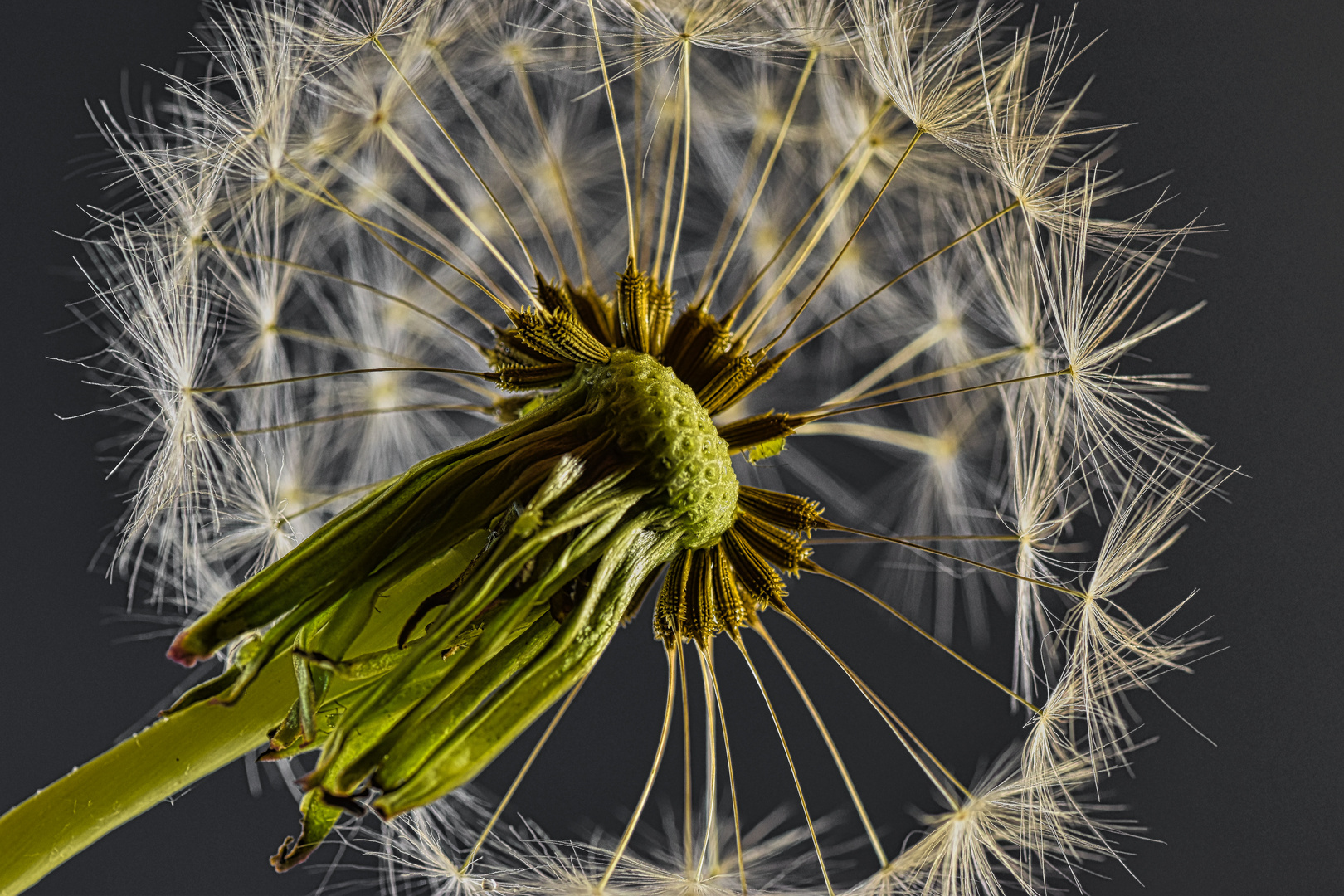 Pusteblume