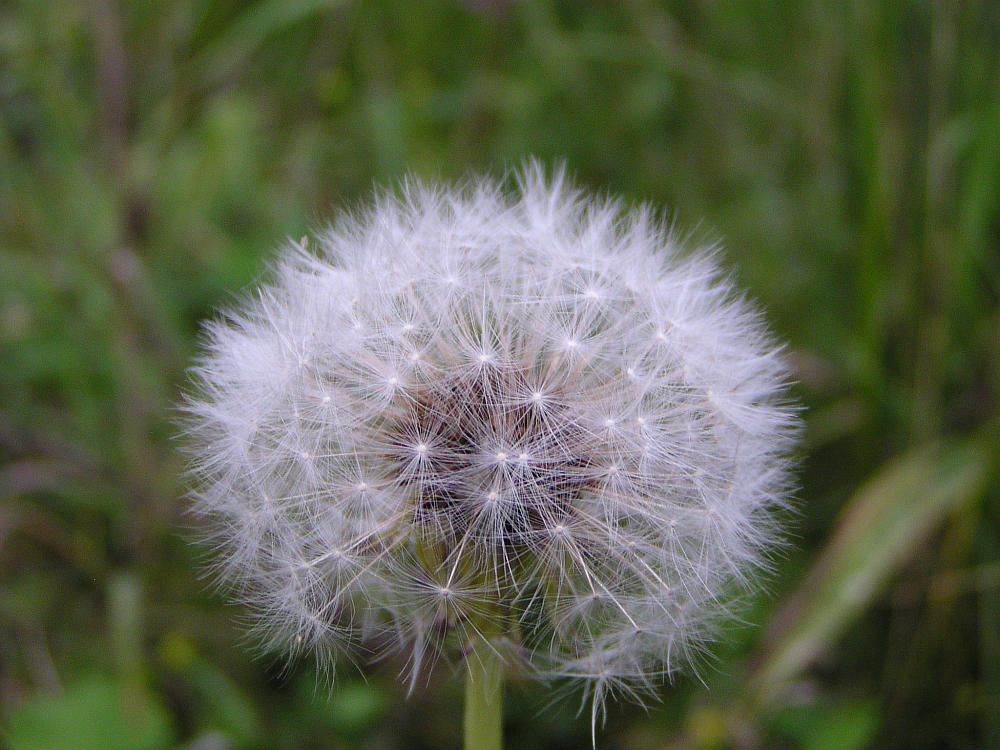 Pusteblume