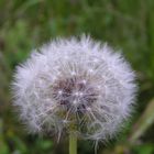 Pusteblume