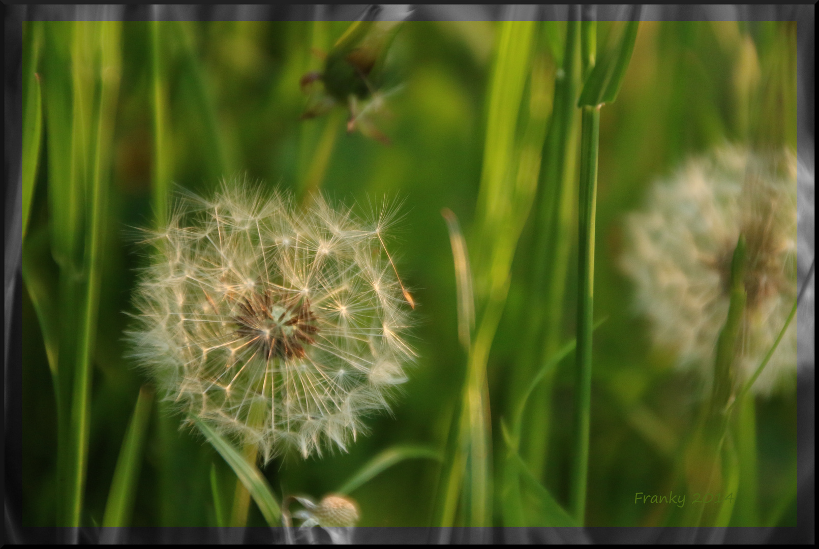 Pusteblume