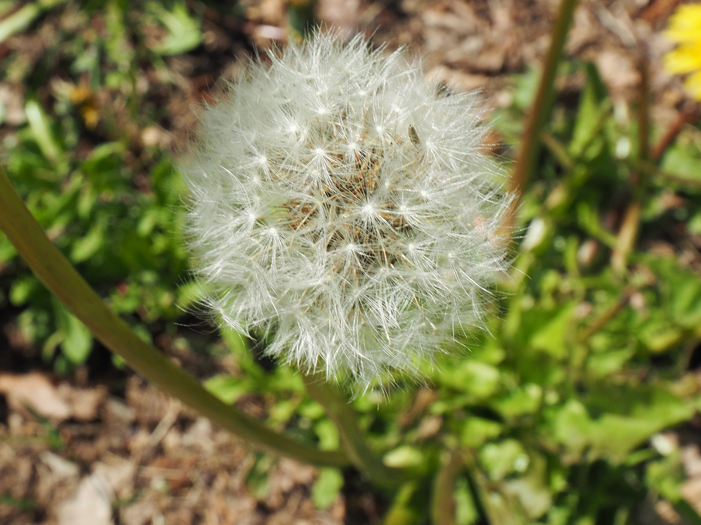 Pusteblume