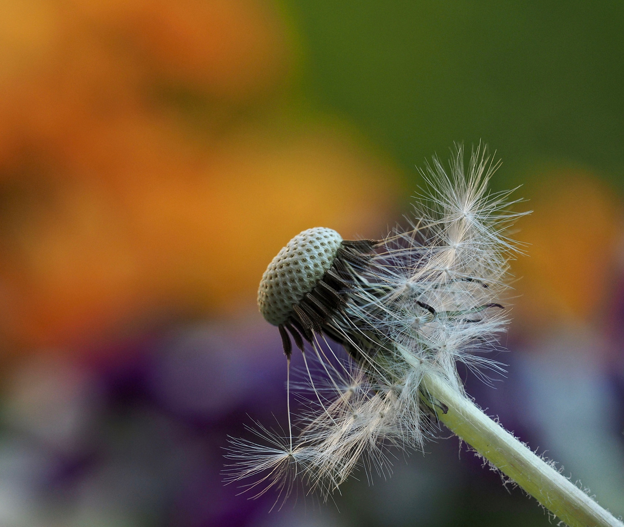 Pusteblume