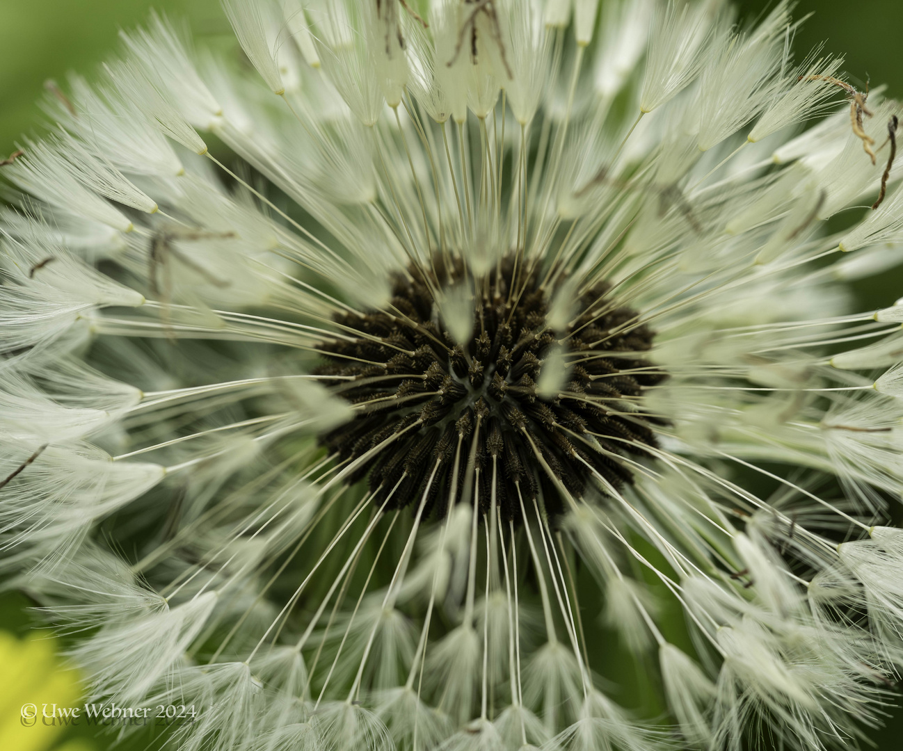 Pusteblume