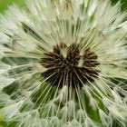 Pusteblume