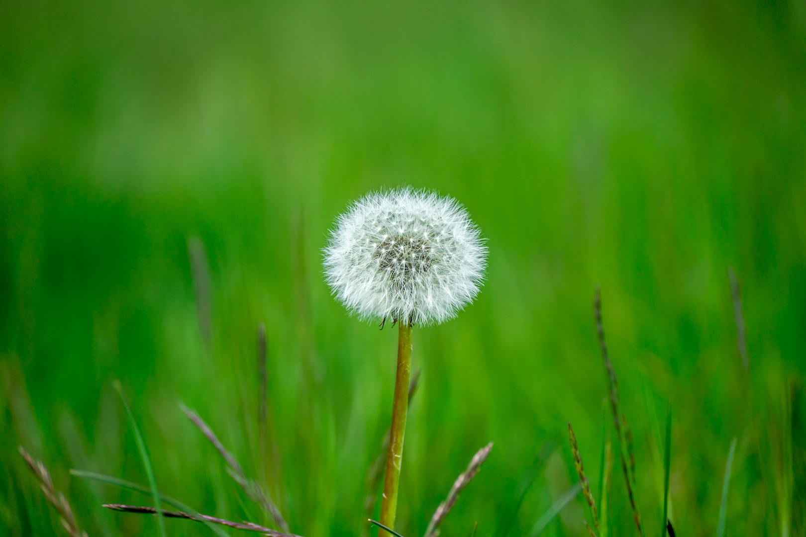 Pusteblume