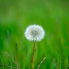 Pusteblume