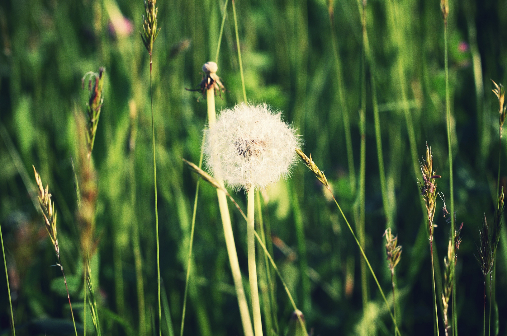 Pusteblume