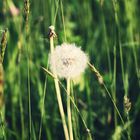 Pusteblume