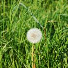 Pusteblume