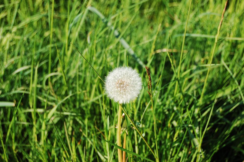 Pusteblume