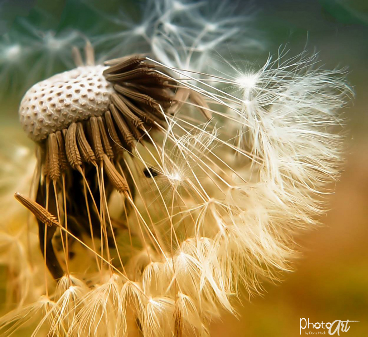 Pusteblume