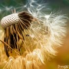 Pusteblume