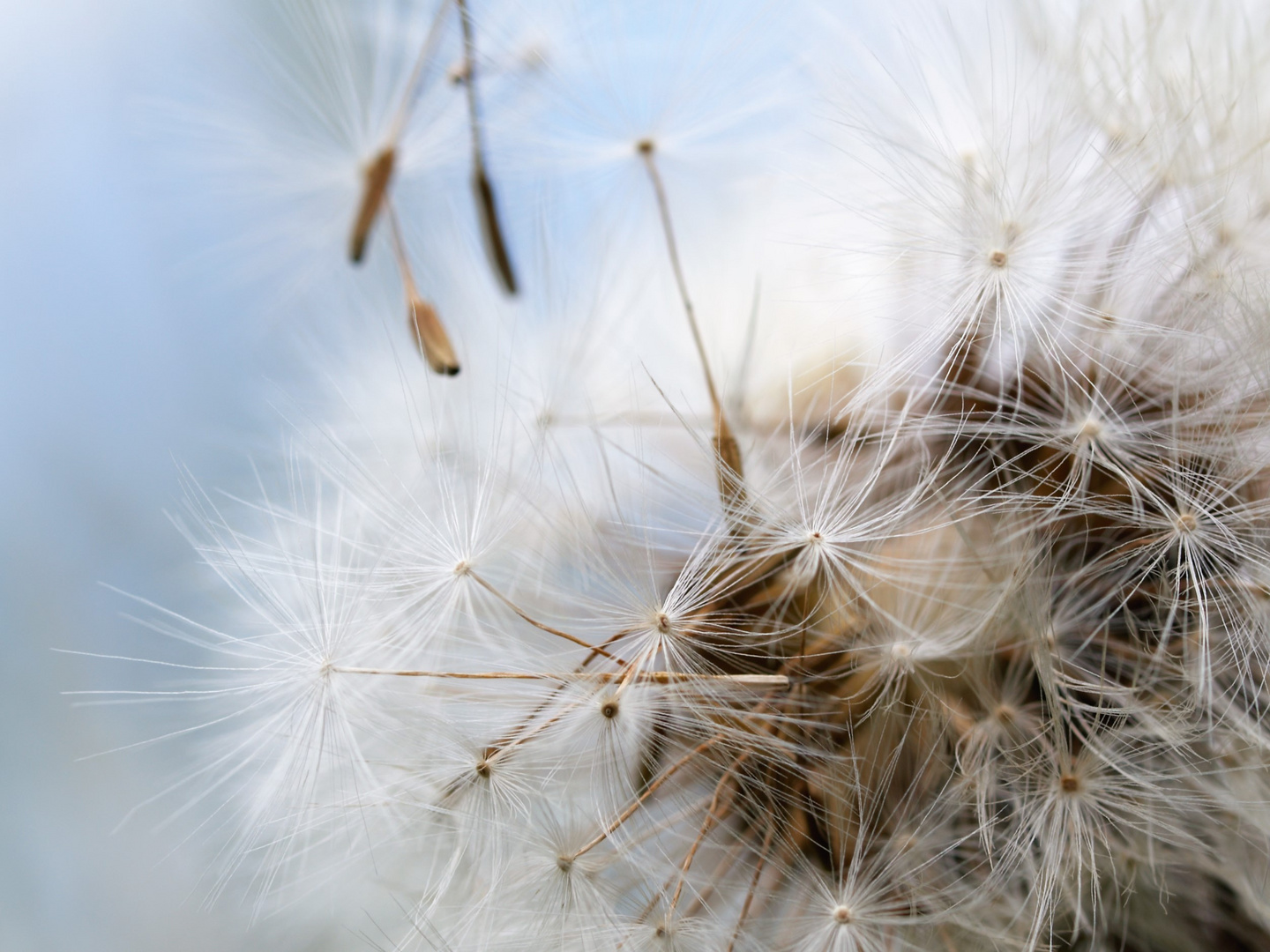 Pusteblume