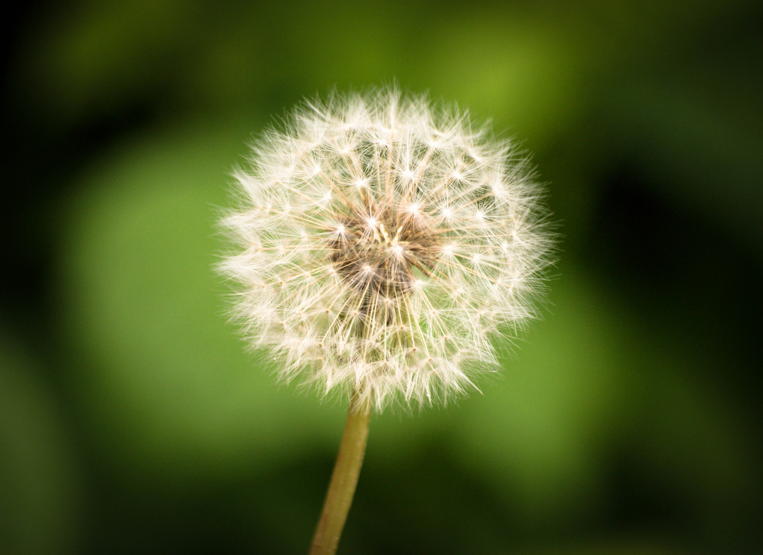 Pusteblume