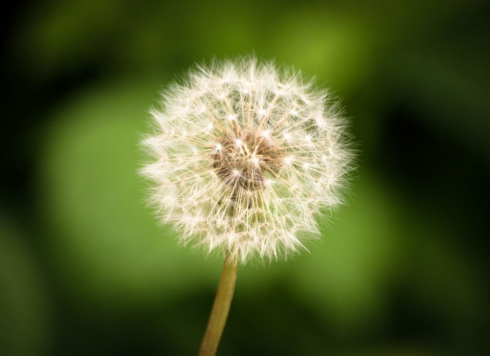 Pusteblume