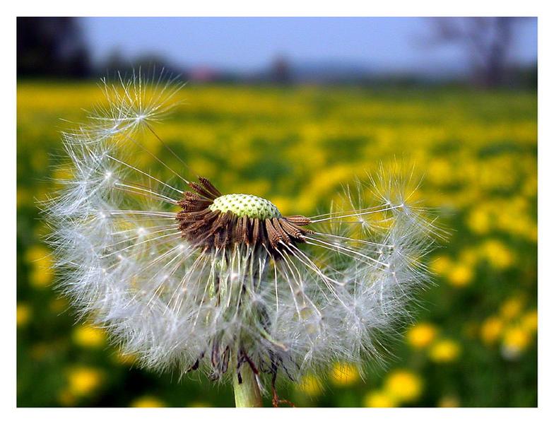 Pusteblume