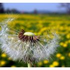 Pusteblume