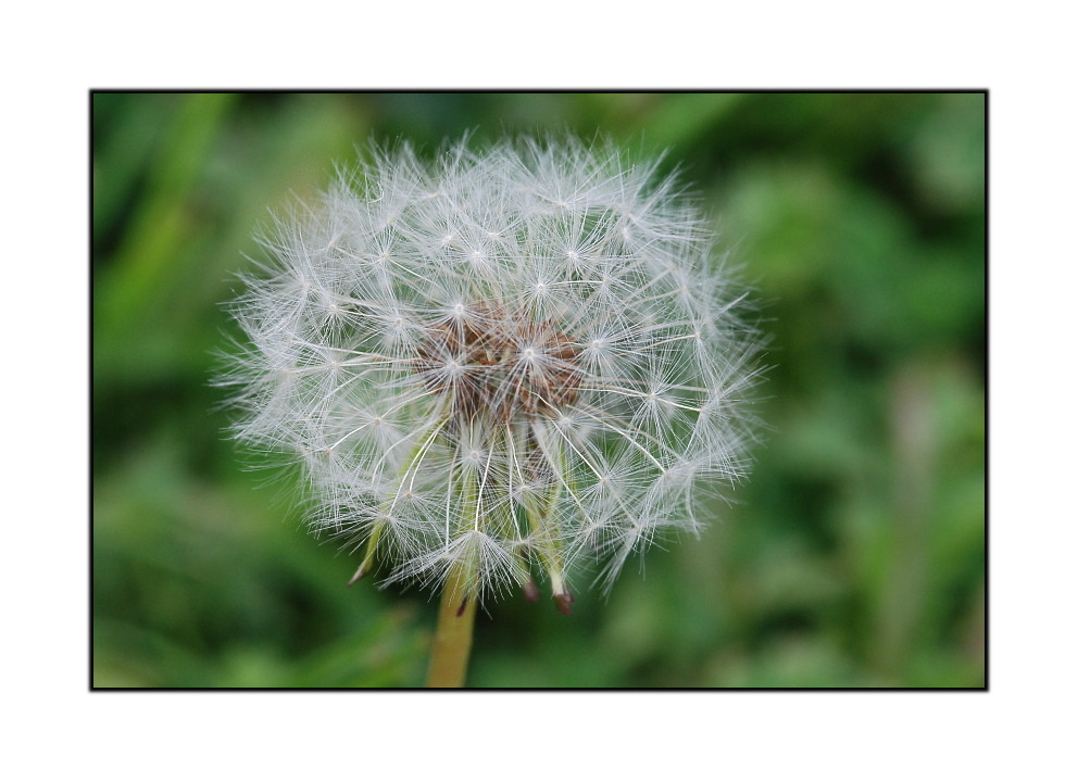 Pusteblume