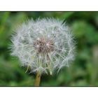 Pusteblume