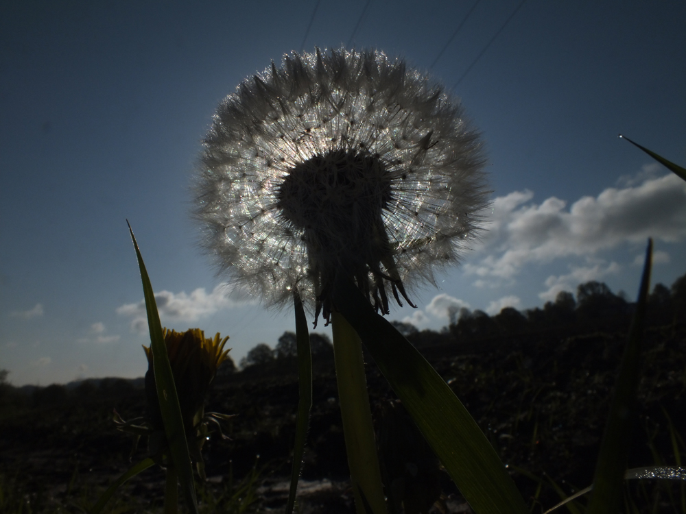 pusteblume