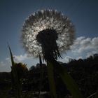 pusteblume