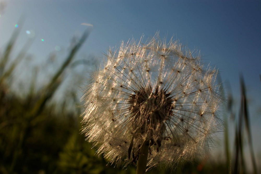 Pusteblume