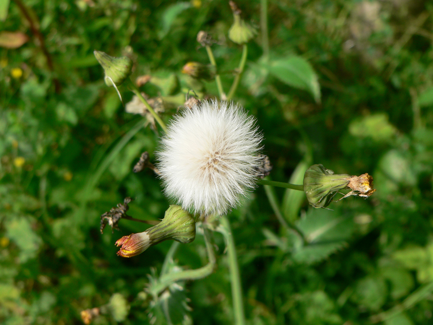 Pusteblume