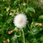 Pusteblume