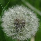 Pusteblume