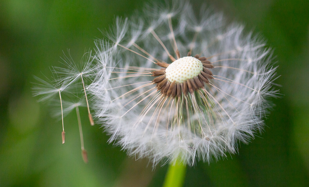 Pusteblume