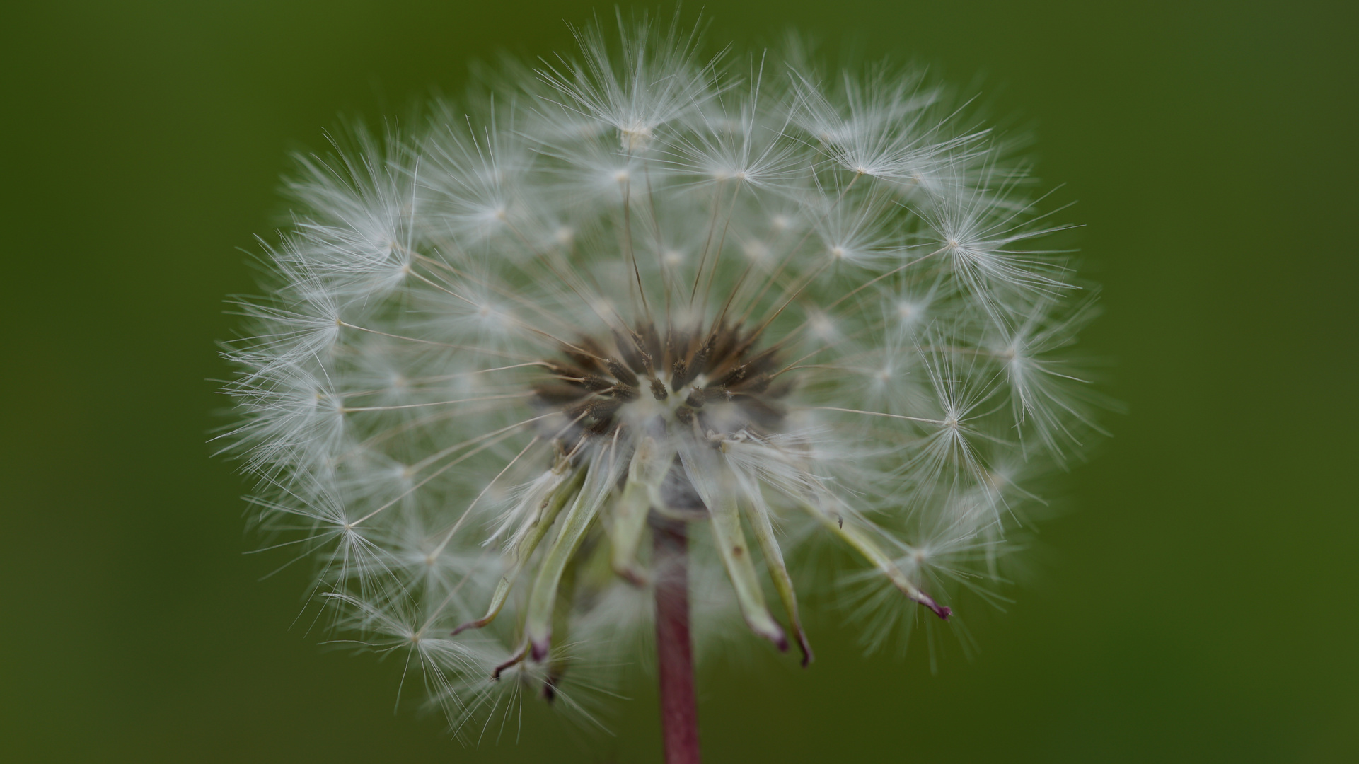 Pusteblume