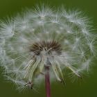 Pusteblume