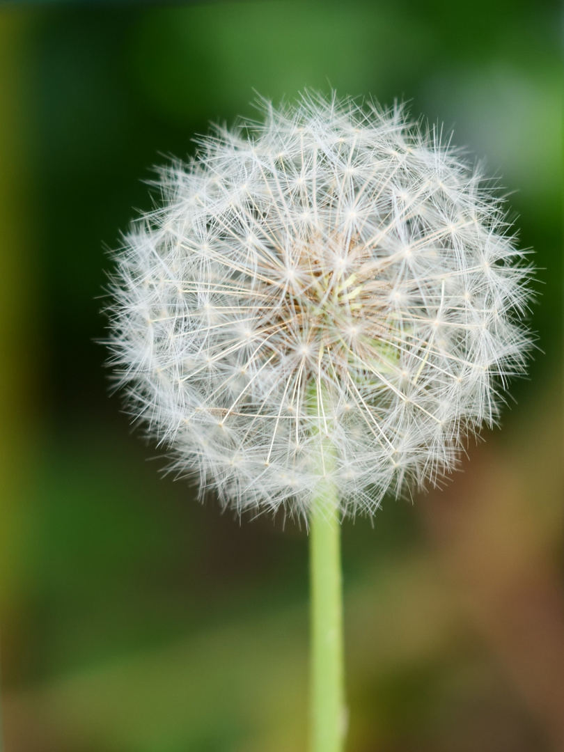 Pusteblume 