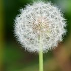 Pusteblume 