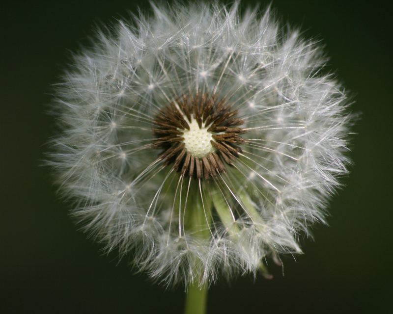 Pusteblume