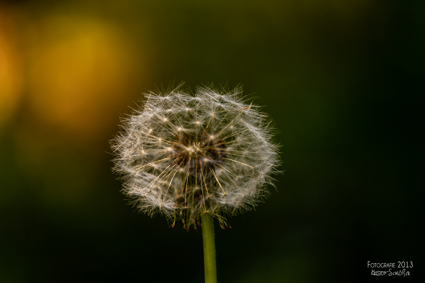 Pusteblume