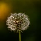 Pusteblume