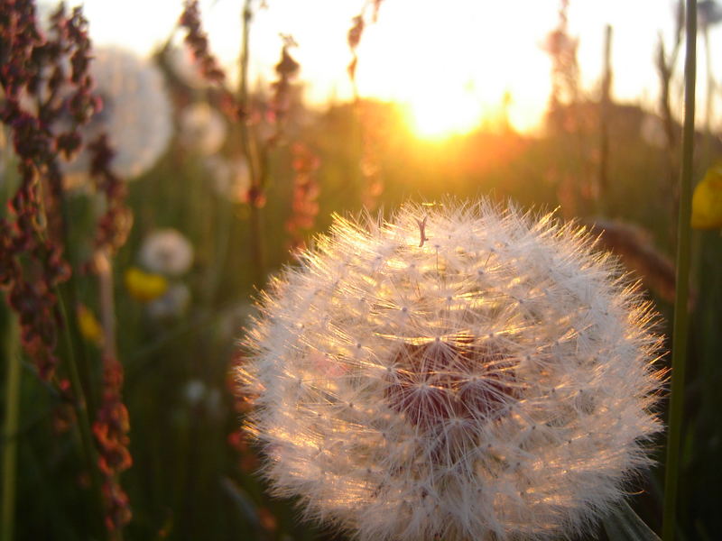 .... pusteblume...