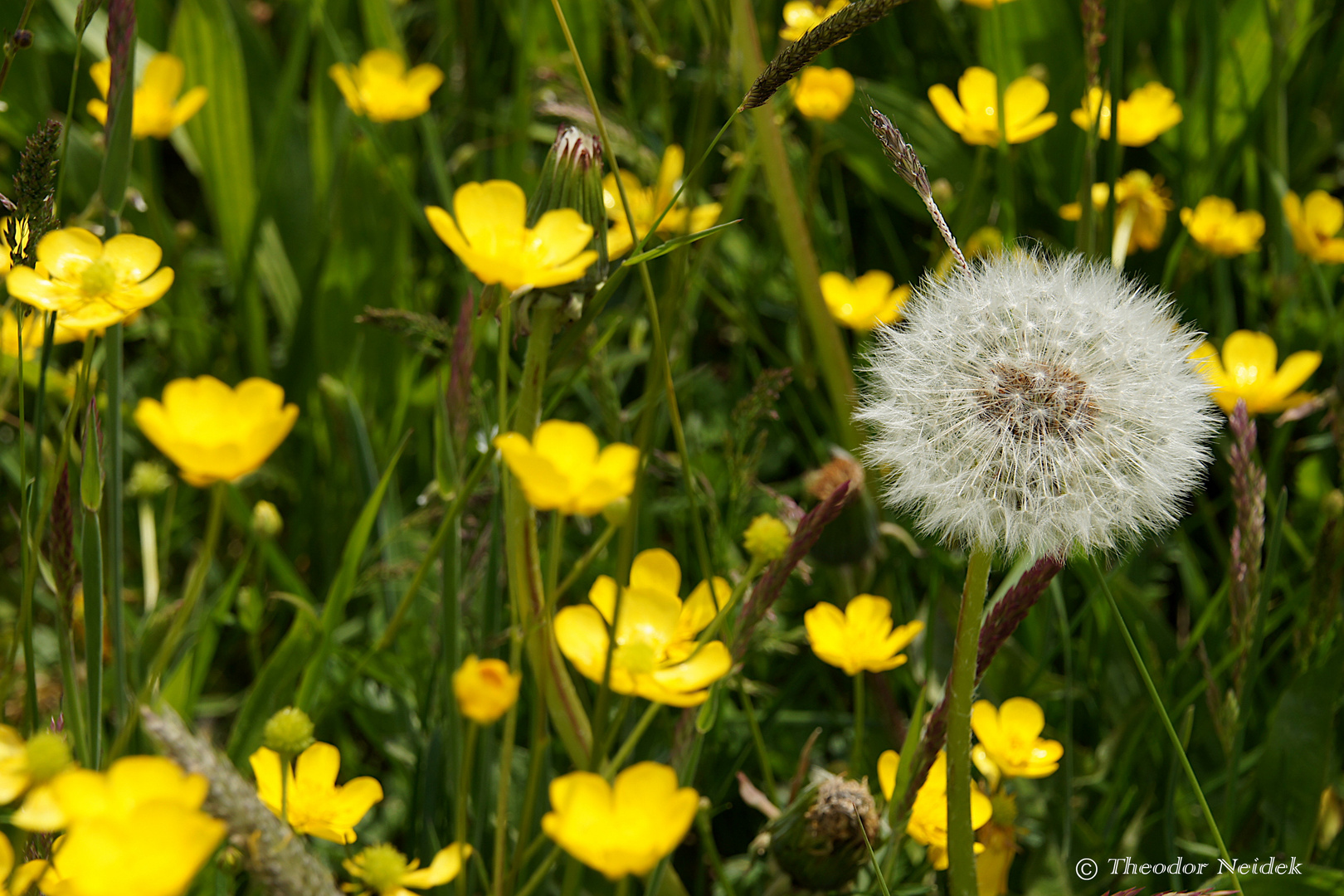 Pusteblume