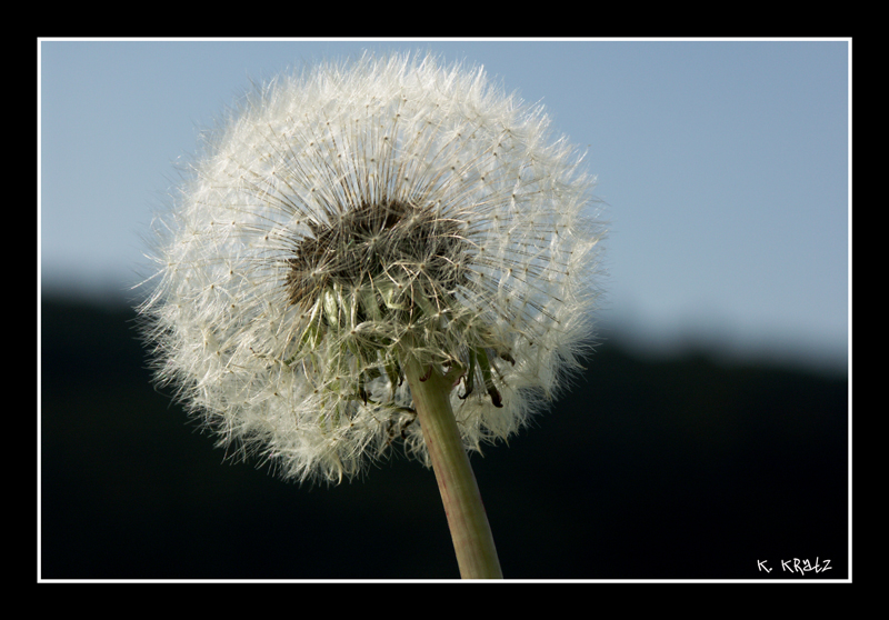 Pusteblume