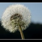 Pusteblume